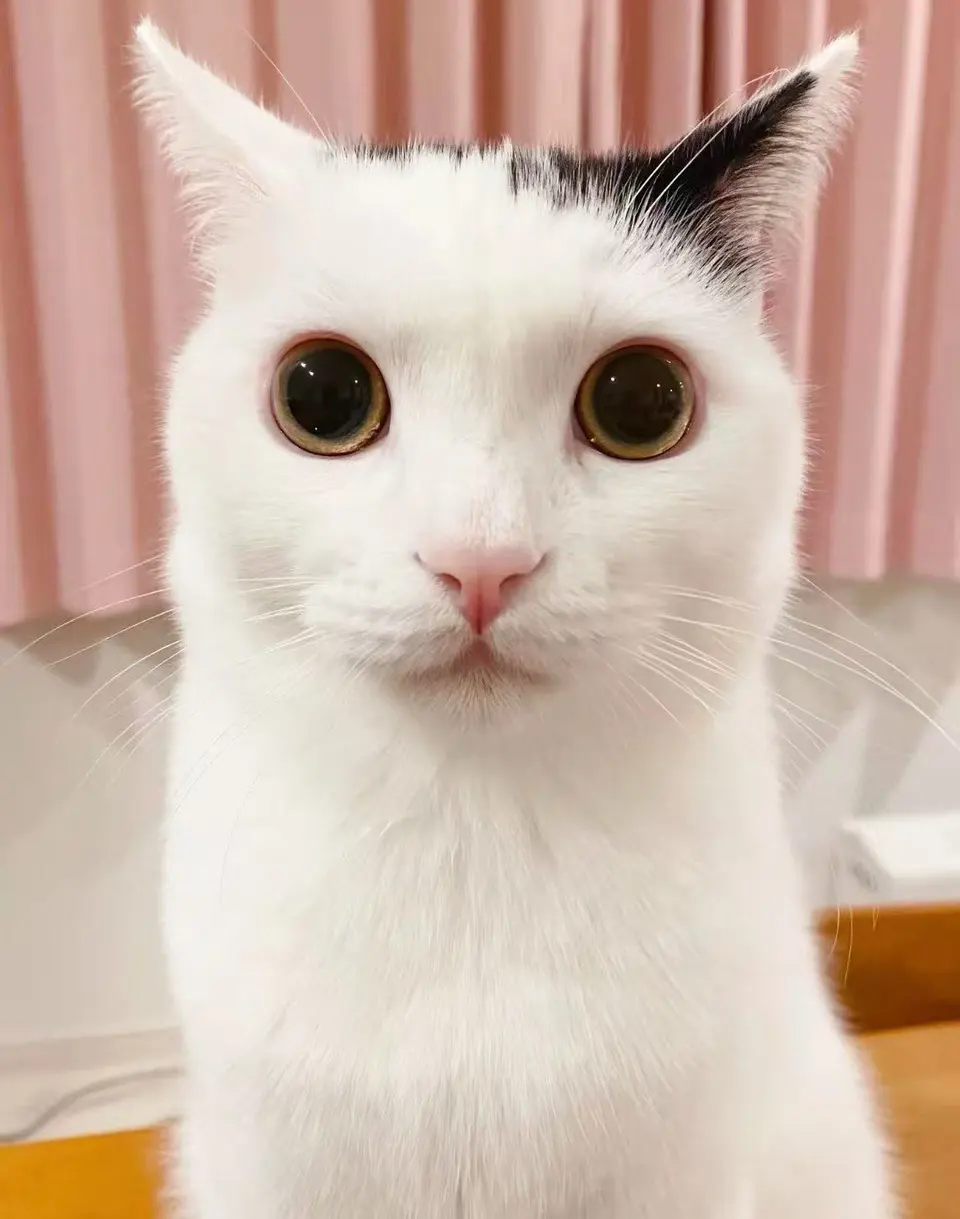萱萱头像